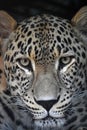 Close up portrait of Amur leopard