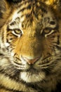 Close Up Portrait Of Amur Tiger Cub Outdoors