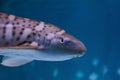 Close up portrait of an Angel shark in the aquarium.