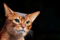 Close-up portrait angry Abyssinian cat. Copy space.