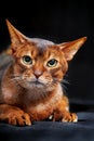 Close-up portrait angry Abyssinian cat. Studio shot.