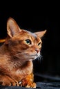 Close-up portrait angry Abyssinian cat. Studio shot.