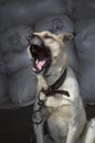 Close up portrait angry dog with open mouth. Dangerous barking dog outdoor in attack posture