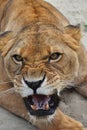 Close up portrait of angry furious lioness roar Royalty Free Stock Photo