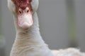 Close up portrait animal head of white muscovy female duck Royalty Free Stock Photo