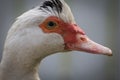 Close up portrait animal head of white muscovy female duck Royalty Free Stock Photo