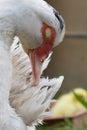 Close up portrait animal head of white muscovy female duck Royalty Free Stock Photo