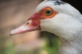 Close up portrait animal head of white muscovy female duck Royalty Free Stock Photo