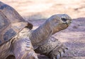 Close up Portrait of animals, Aldabra giant tortoise Royalty Free Stock Photo