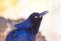 Close up Portrait of animals, Blue bird perhaps Great-tailed grackle with a red seed or food in its beak