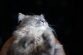 Close up portrait of aping cute gray cat. muzzle of gray striped fluffy domestic cat Royalty Free Stock Photo