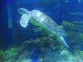 Close-up portrait of an aquatic animal sea turtle swimming near the surface of the water. Wildlife underwater shot Royalty Free Stock Photo