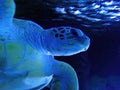 Close-up portrait of an aquatic animal sea turtle swimming near the surface of the water. Wildlife underwater shot Royalty Free Stock Photo