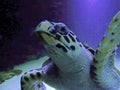 Close-up portrait of an aquatic animal sea turtle swimming near the surface of the water. Wildlife underwater shot Royalty Free Stock Photo