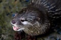 Close up portrait of an Asian otter, wildlife invaded by humans Royalty Free Stock Photo