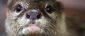 Close up portrait of an Asian otter, wildlife invaded by humans Royalty Free Stock Photo