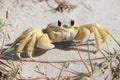 A crab on the beach, Atlantic ghost crab, Ocypode quadrata. Galveston Island, Texas Gulf Coast, Gulf of Mexico, USA.