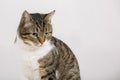 Close up portrait of attentive curious striped cat looking aside with big eyes. Tabby adorable kitten isolated on white with copy Royalty Free Stock Photo