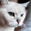 Close-up portrait of attentive grey british cat. Strict cat look Royalty Free Stock Photo