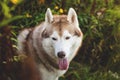Close-up Portrait of attentive Siberian Husky dog sitting in the bright enchanting fall forest