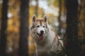 Close-up Portrait of attentive Siberian Husky dog sittng in the bright enchanting fall forest at dusk