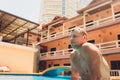 Close up portrait of attractive young man in sunglasses resting on edge of swimming pool. Royalty Free Stock Photo