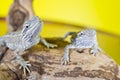 Close up portrait of babies reptile lizards bearded dragons