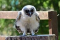 Baby brown wood owl strix leptogrammica