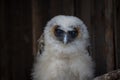 Close up portrait of a baby brown wood owl strix leptogrammica