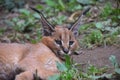 Close up portrait of baby caracal kitten