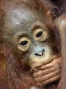 The close up  portrait of Baby orangutan Pongo pygmaeus with the dark background . Borneo, Indonesia Royalty Free Stock Photo