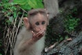 A Rhesus Macaque baby monkey Royalty Free Stock Photo
