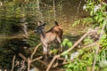 Sambar baby deer portrait