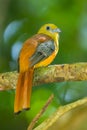 Close up portrait backside of Orange-breasted Trogon