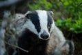 Close-up portrait of a badger (Meles meles) facing forward Royalty Free Stock Photo