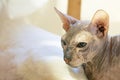 Close-up portrait of a bald cat. Thoroughbred Sphinx.