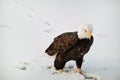 Close-up Portrait of Bald Eagle Royalty Free Stock Photo