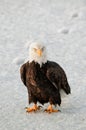 Close-up Portrait of Bald Eagle Royalty Free Stock Photo