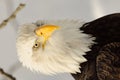 Close-up Portrait Bald Eagle Royalty Free Stock Photo