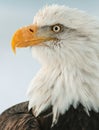 Close up Portrait of a Bald Eagle Royalty Free Stock Photo