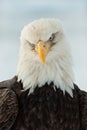 Close up Portrait of a Bald Eagle Royalty Free Stock Photo