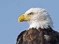 Close Up Portrait of Bald Eagle Royalty Free Stock Photo