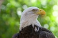 Close up portrait of a Bald Eagle Royalty Free Stock Photo