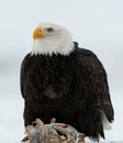 Close up Portrait of a Bald Eagle Royalty Free Stock Photo