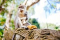 Close up portrait of balinese monkey, asian primate sitting and eating