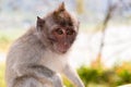 Close-up portrait of a Balinese Monkey