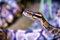 A close-up portrait of a Ball Python, showcasing its intricate scale patterns Royalty Free Stock Photo