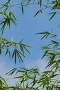 close up portrait of bamboo leaves, with a bright blue sky as a background. Royalty Free Stock Photo