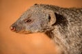 A close up portrait of a banded Mongoose head and face