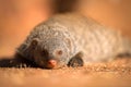 A close up portrait of a banded Mongoose lying on the ground